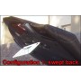 TST Fender Eliminator 2009-2016 GSXR 1000